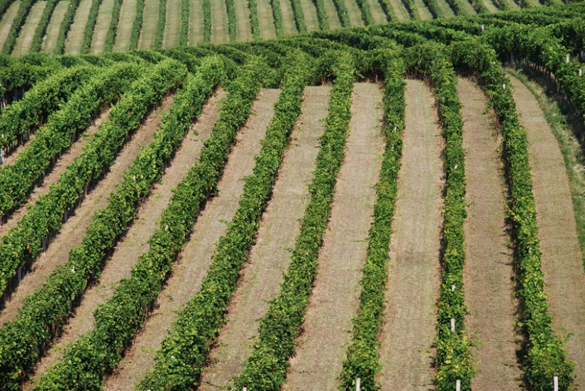 35 most beautiful vineyards in the world 35 most beautiful vineyards in the world