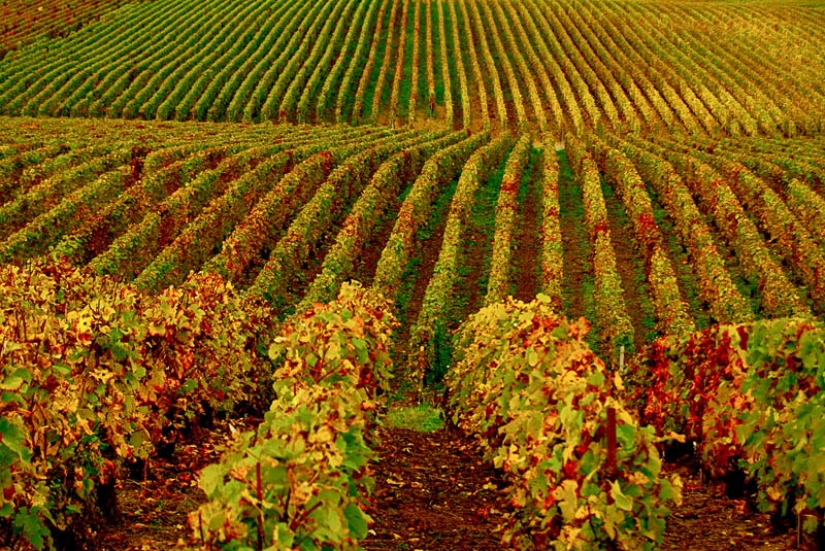 35 most beautiful vineyards in the world 35 most beautiful vineyards in the world