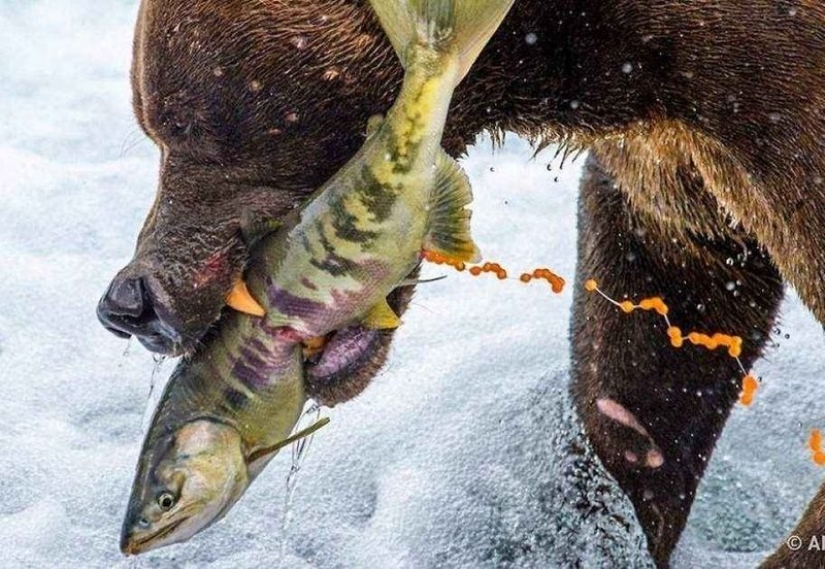 35 photo contest "Best picture of nature" from National Geographic 35 photo contest "Best picture of nature" from National Geographic