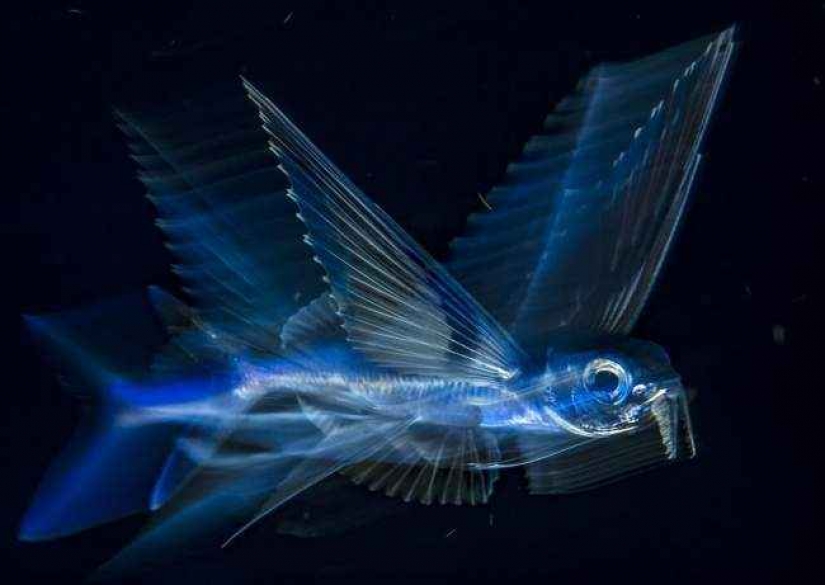 35 photo contest "Best picture of nature" from National Geographic 35 photo contest "Best picture of nature" from National Geographic