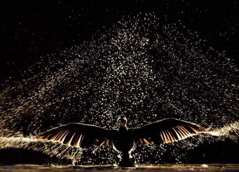 35 photo contest "Best picture of nature" from National Geographic 35 photo contest "Best picture of nature" from National Geographic