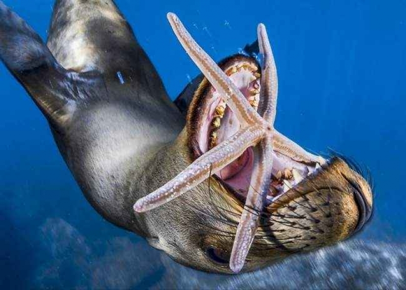 35 photo contest "Best picture of nature" from National Geographic 35 photo contest "Best picture of nature" from National Geographic