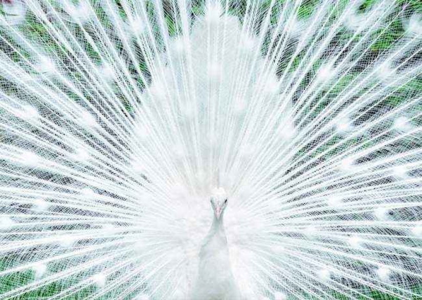 35 photo contest "Best picture of nature" from National Geographic 35 photo contest "Best picture of nature" from National Geographic