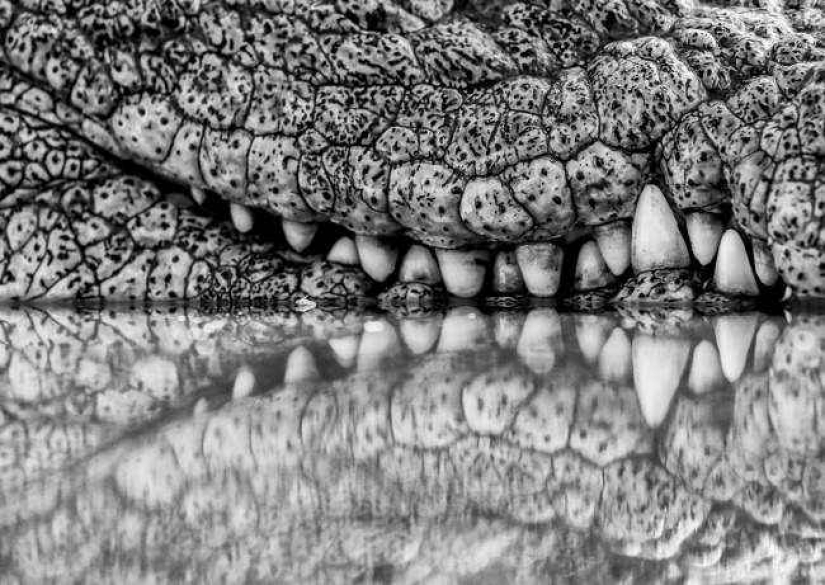 35 photo contest "Best picture of nature" from National Geographic 35 photo contest "Best picture of nature" from National Geographic