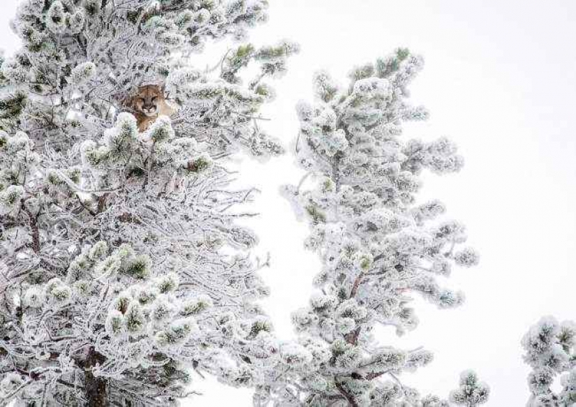 35 photo contest "Best picture of nature" from National Geographic 35 photo contest "Best picture of nature" from National Geographic