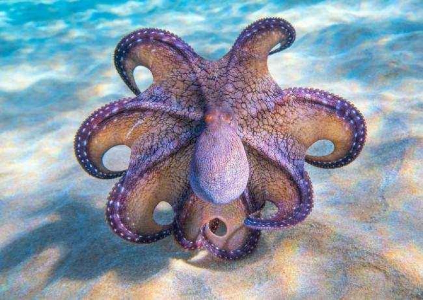 35 photo contest "Best picture of nature" from National Geographic 35 photo contest "Best picture of nature" from National Geographic