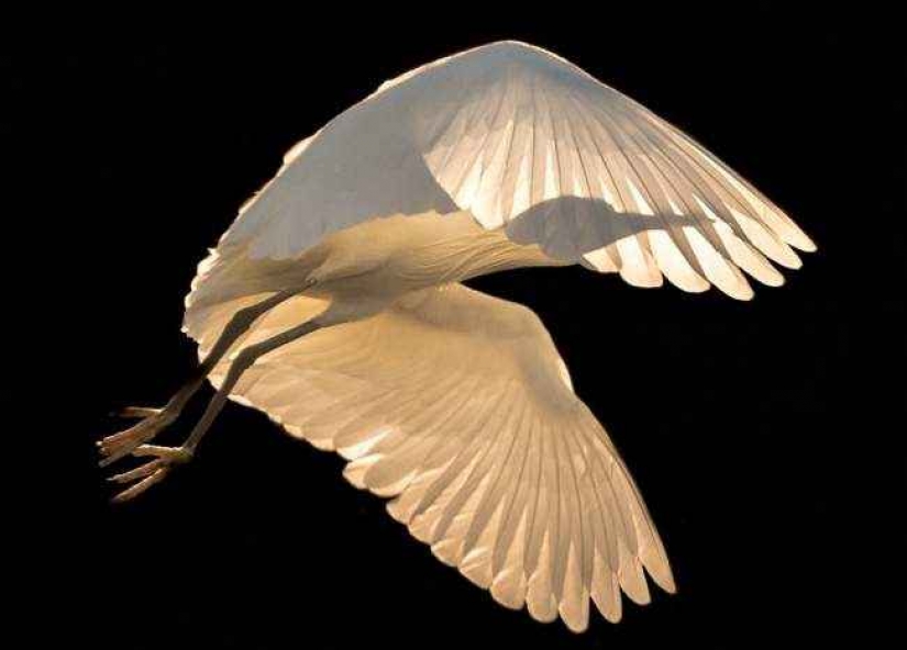 35 photo contest "Best picture of nature" from National Geographic 35 photo contest "Best picture of nature" from National Geographic