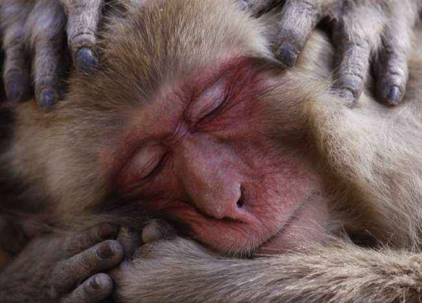 35 photo contest "Best picture of nature" from National Geographic 35 photo contest "Best picture of nature" from National Geographic