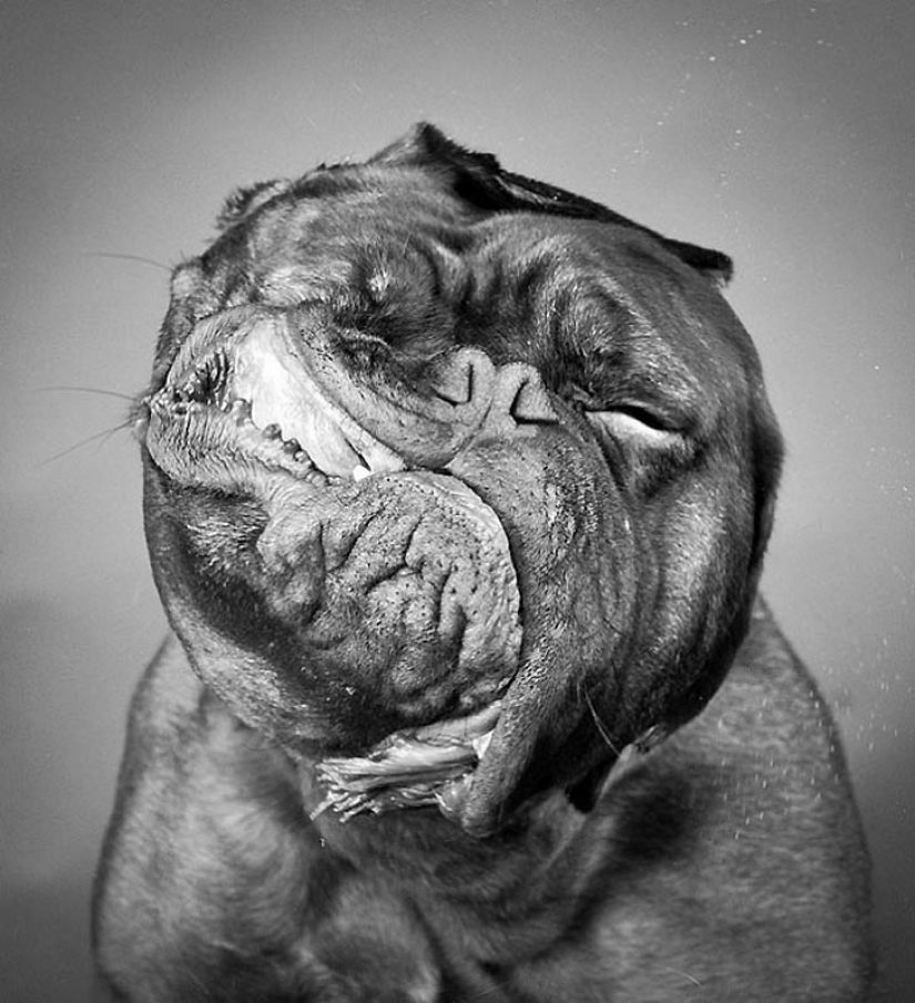 40 más exitosos de fotos de animales hechos en el momento adecuado