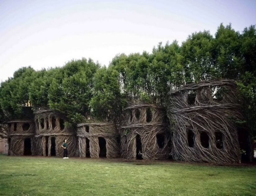 5 unusual structures in the giant trees 5 unusual structures in the giant trees