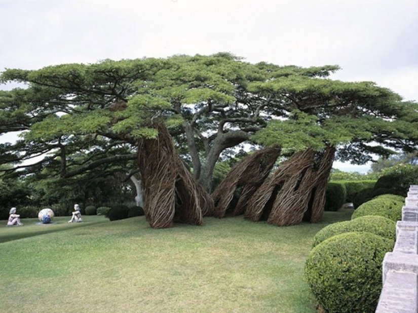 5 unusual structures in the giant trees 5 unusual structures in the giant trees