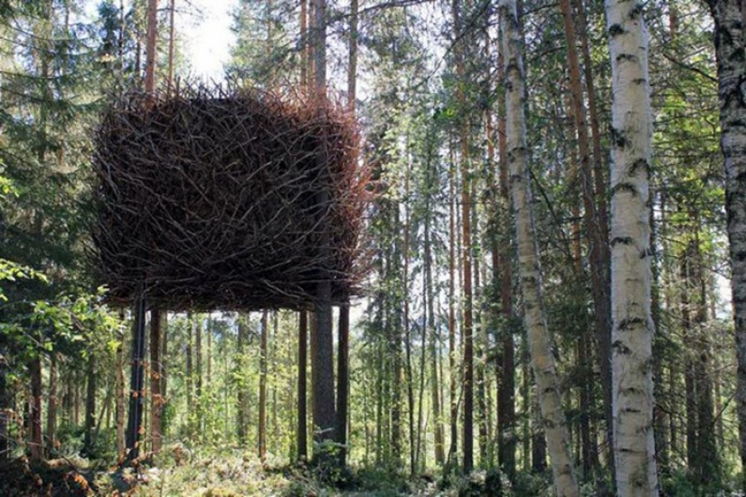 5 unusual structures in the giant trees 5 unusual structures in the giant trees