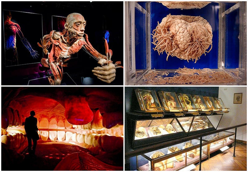 6 most shocking anatomical museums in the world 6 most shocking anatomical museums in the world