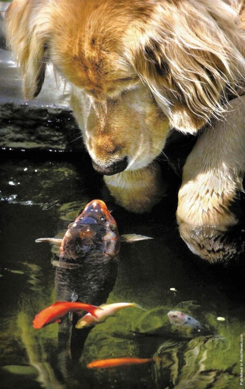 7 ejemplos de inusual amistad entre animales 7 ejemplos de inusual amistad entre animales