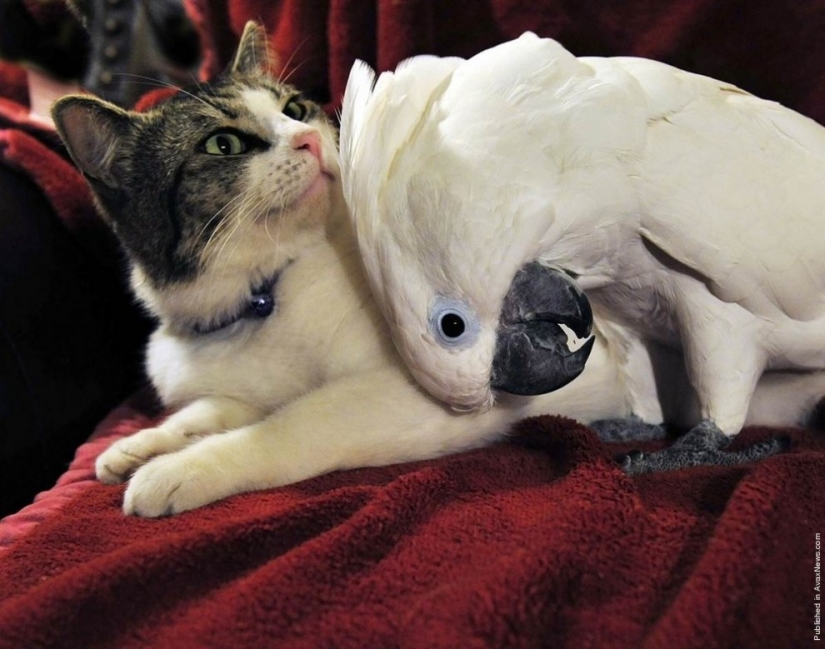 7 ejemplos de inusual amistad entre animales 7 ejemplos de inusual amistad entre animales