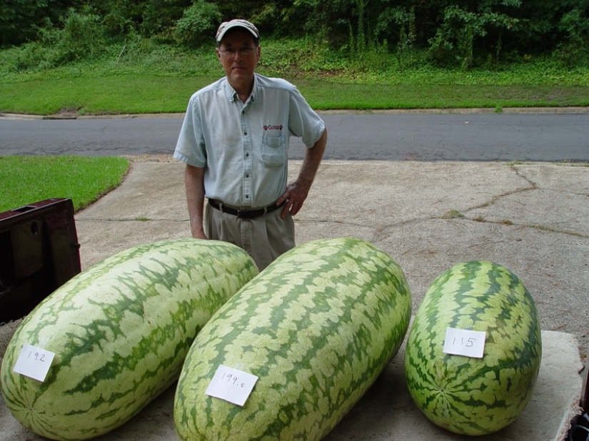 7 most varieties of watermelons. Look no need to pop! 7 most varieties of watermelons. Look no need to pop!