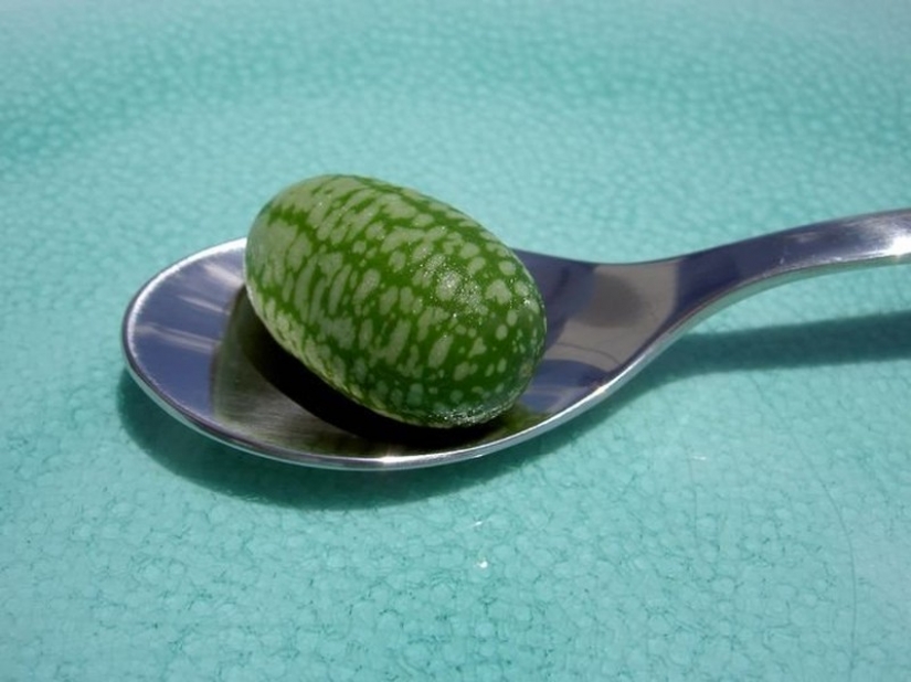 7 most varieties of watermelons. Look no need to pop! 7 most varieties of watermelons. Look no need to pop!