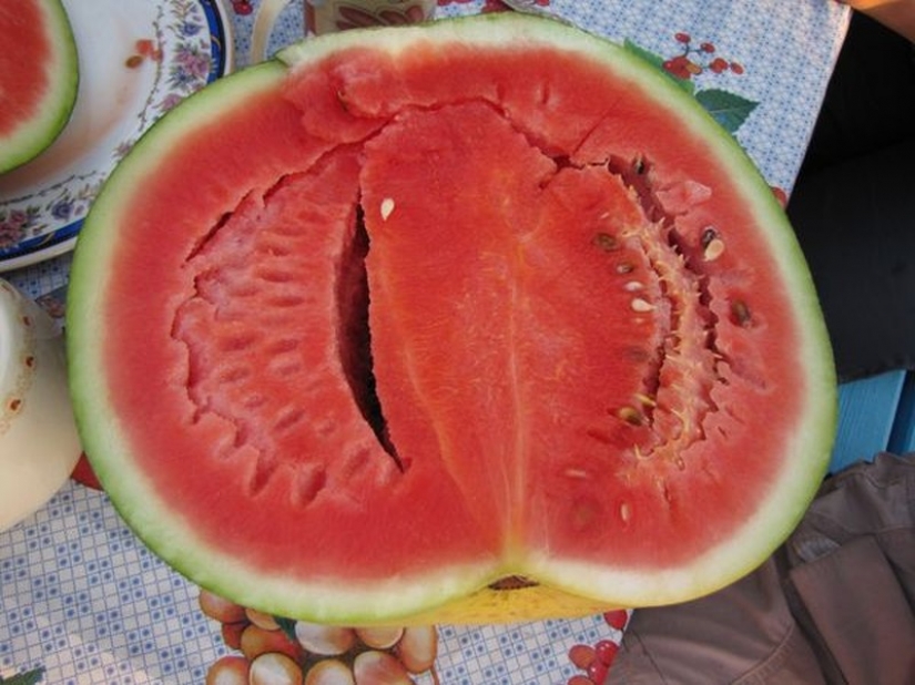7 most varieties of watermelons. Look no need to pop! 7 most varieties of watermelons. Look no need to pop!