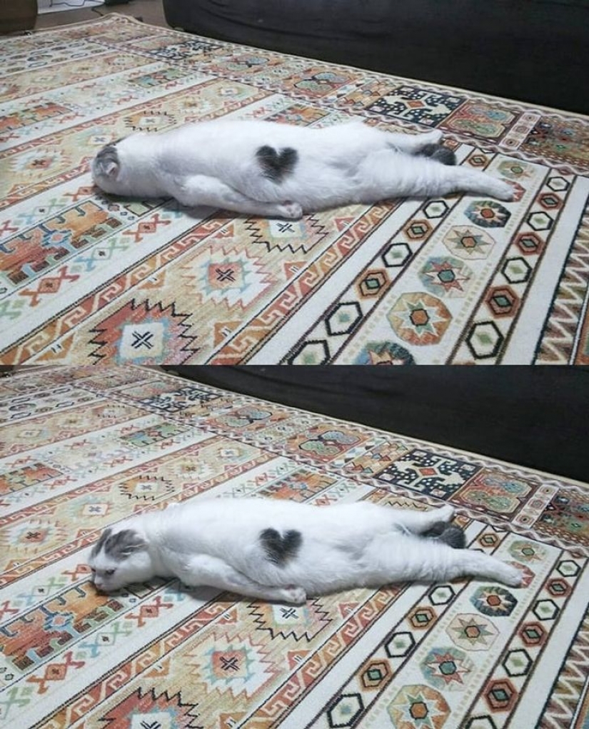 9 fotos que demuestran que los animales son una eterna fuente de felicidad 9 fotos que demuestran que los animales son una eterna fuente de felicidad