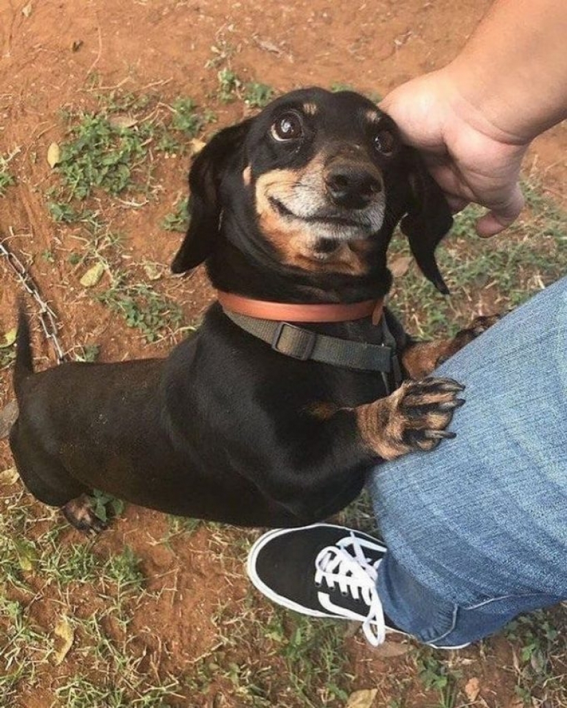 9 photos proving that animals are an eternal source of happiness 9 photos proving that animals are an eternal source of happiness