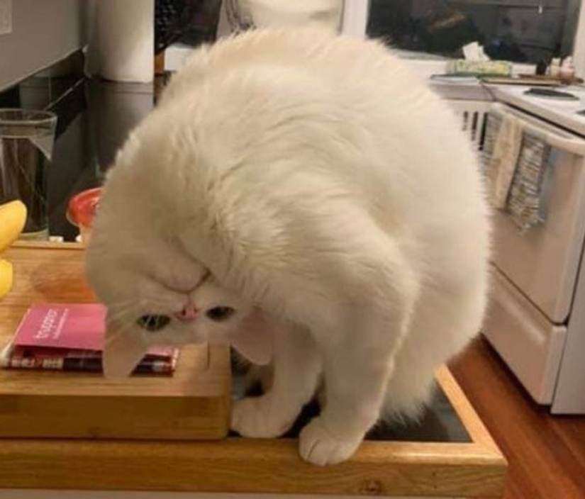 9 photos proving that animals are an eternal source of happiness 9 photos proving that animals are an eternal source of happiness