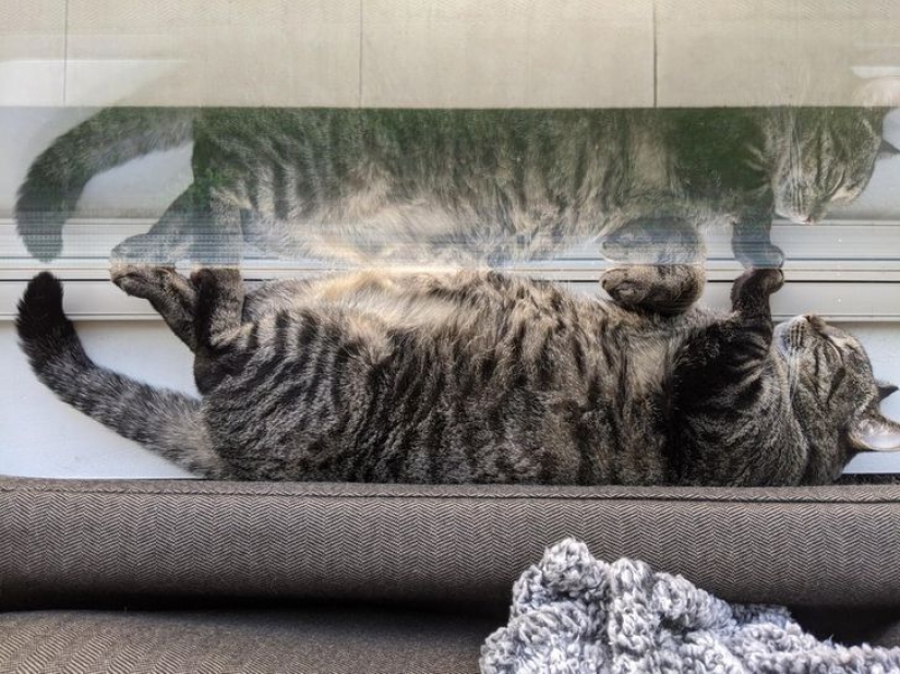 9 photos proving that animals are an eternal source of happiness 9 photos proving that animals are an eternal source of happiness