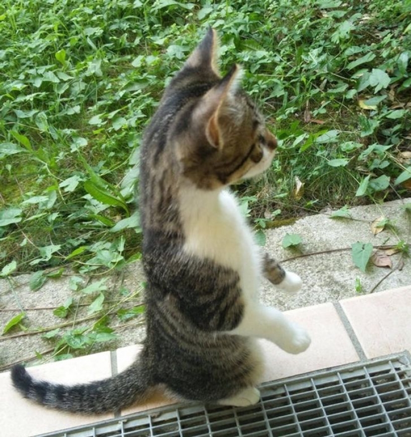 9 photos proving that animals are an eternal source of happiness 9 photos proving that animals are an eternal source of happiness