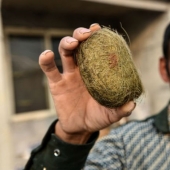 A Chinese farmer found in the gall bladder of the pig is a treasure