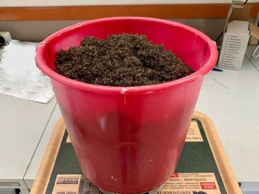 A resident of Norway boasted the catch of mosquitoes in the month had accumulated a bucket of bloodsuckers A resident of Norway boasted the catch of mosquitoes in the month had accumulated a bucket of bloodsuckers