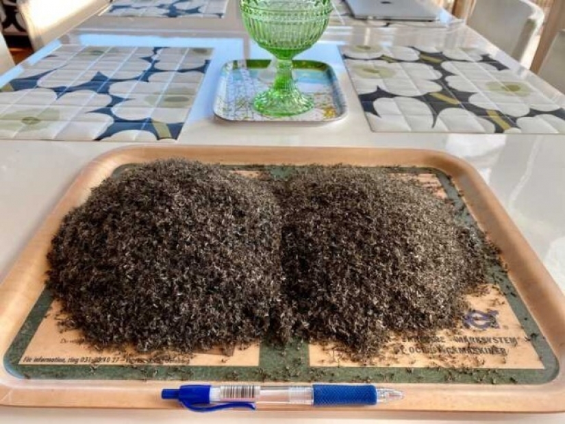 A resident of Norway boasted the catch of mosquitoes in the month had accumulated a bucket of bloodsuckers A resident of Norway boasted the catch of mosquitoes in the month had accumulated a bucket of bloodsuckers