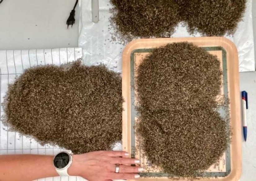 A resident of Norway boasted the catch of mosquitoes in the month had accumulated a bucket of bloodsuckers A resident of Norway boasted the catch of mosquitoes in the month had accumulated a bucket of bloodsuckers