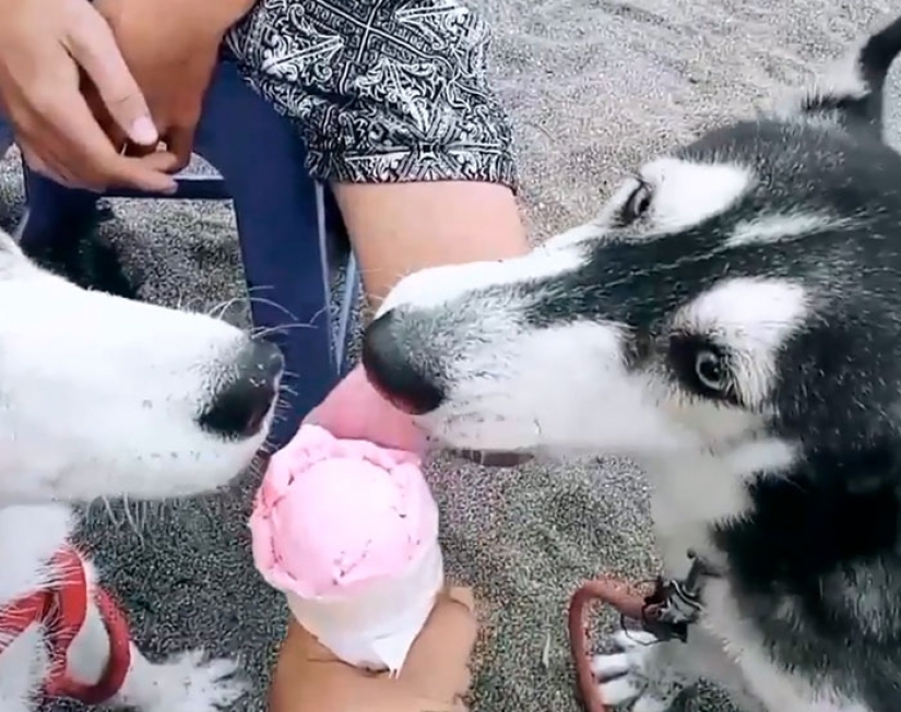 A touching story of rescue huskies in Bali A touching story of rescue huskies in Bali