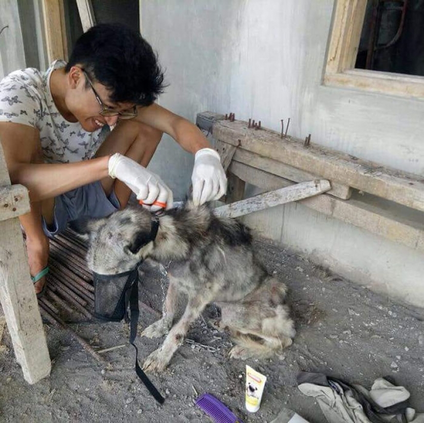 A touching story of rescue huskies in Bali A touching story of rescue huskies in Bali