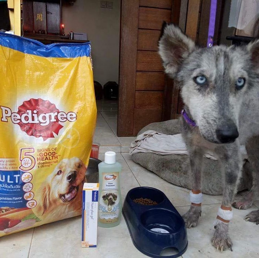 A touching story of rescue huskies in Bali A touching story of rescue huskies in Bali