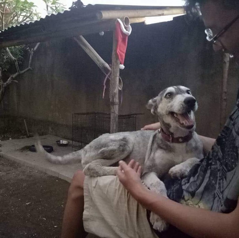 A touching story of rescue huskies in Bali A touching story of rescue huskies in Bali