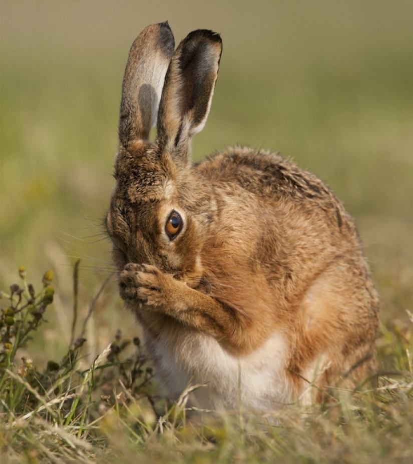 Abdomen house: endless Milota pregnant animals