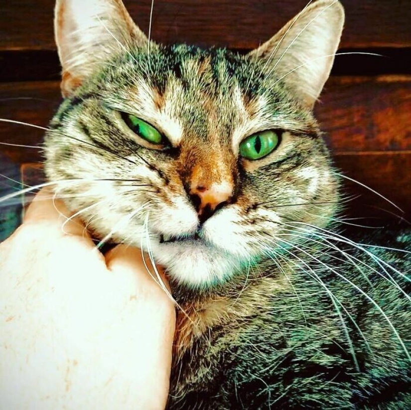 Actor Ricky Gervais thought to take the cat to overexposure, but she changed his plans