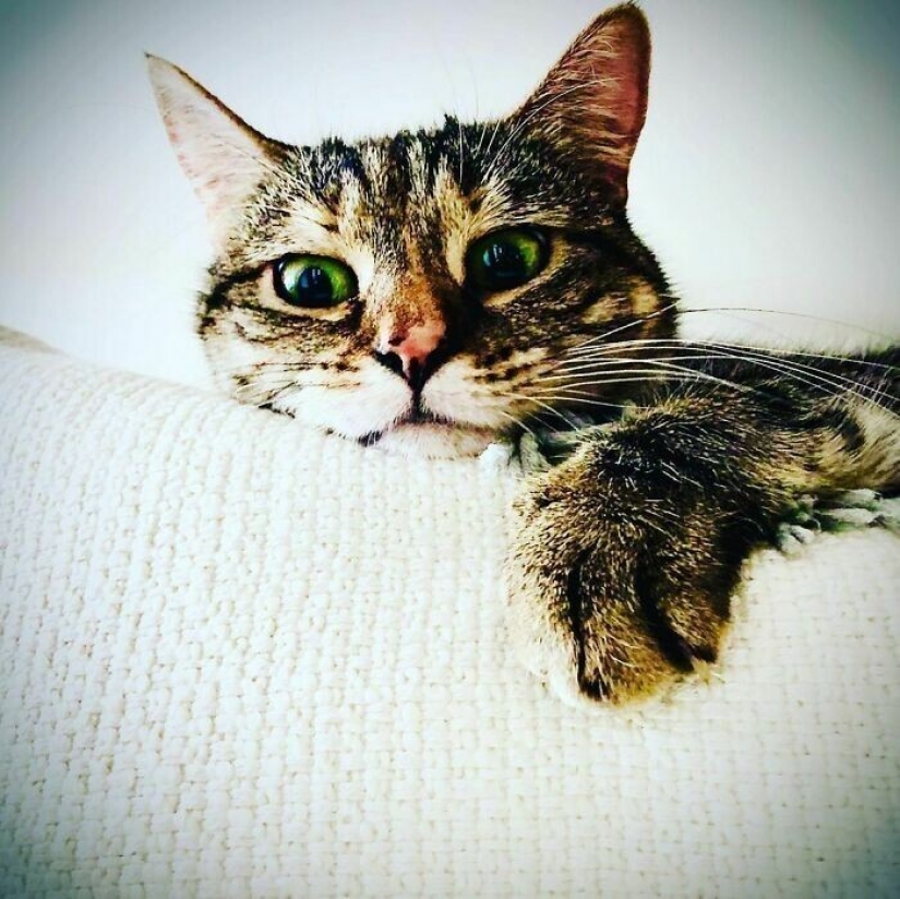 Actor Ricky Gervais thought to take the cat to overexposure, but she changed his plans