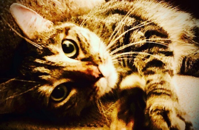 Actor Ricky Gervais thought to take the cat to overexposure, but she changed his plans