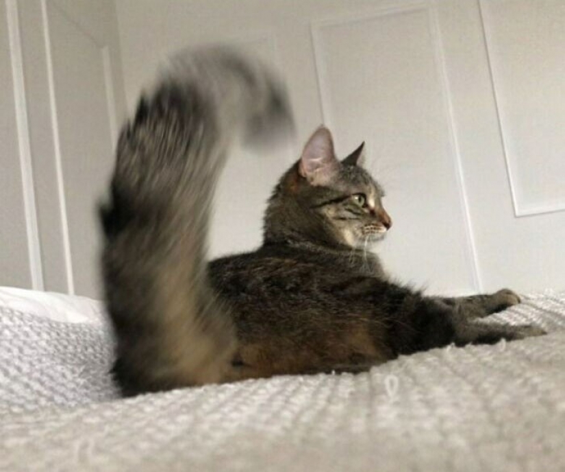 Actor Ricky Gervais thought to take the cat to overexposure, but she changed his plans