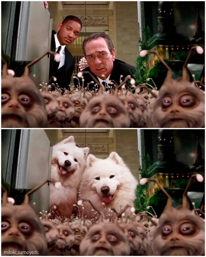 Ahora sabemos cómo se vería el Terminador si jugó Samoyedo Ahora sabemos cómo se vería el Terminador si jugó Samoyedo