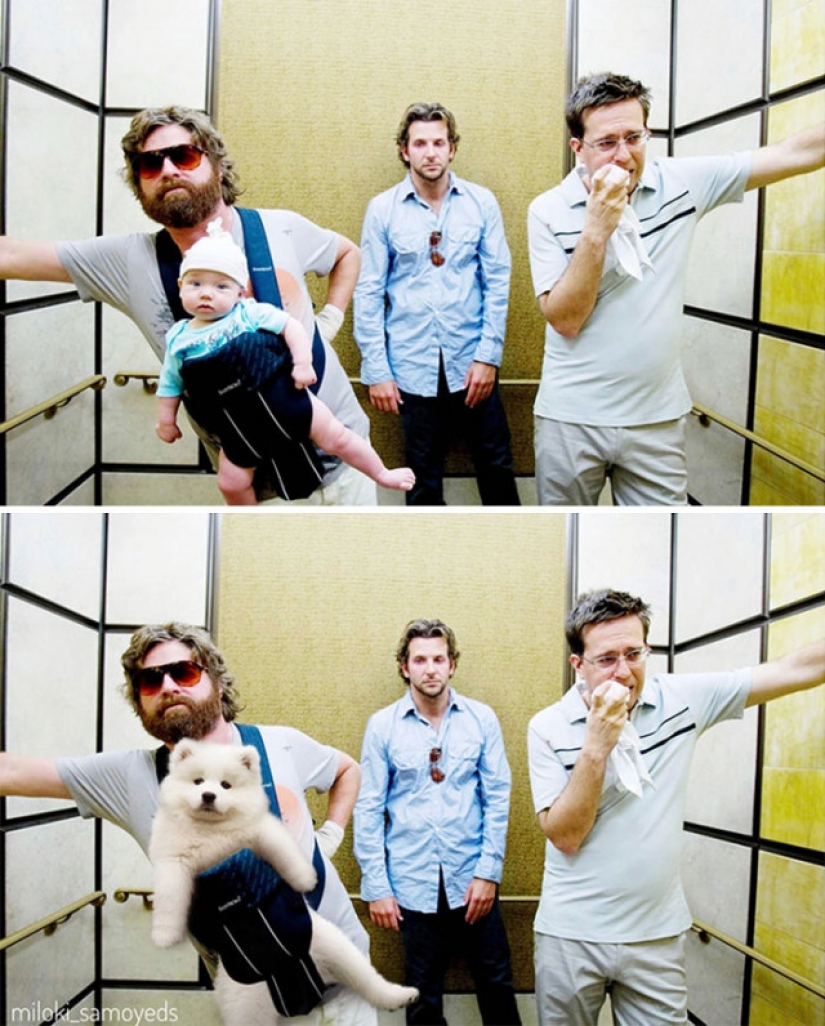 Ahora sabemos cómo se vería el Terminador si jugó Samoyedo Ahora sabemos cómo se vería el Terminador si jugó Samoyedo