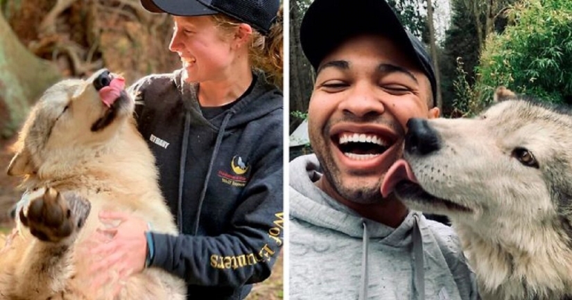 Americans pay $ 200 to pet wild wolves Americans pay $ 200 to pet wild wolves