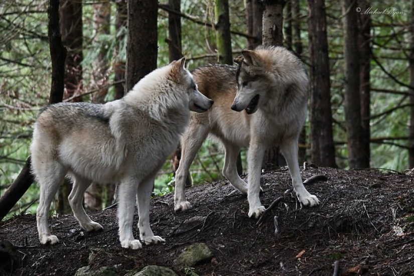 Americans pay $ 200 to pet wild wolves Americans pay $ 200 to pet wild wolves