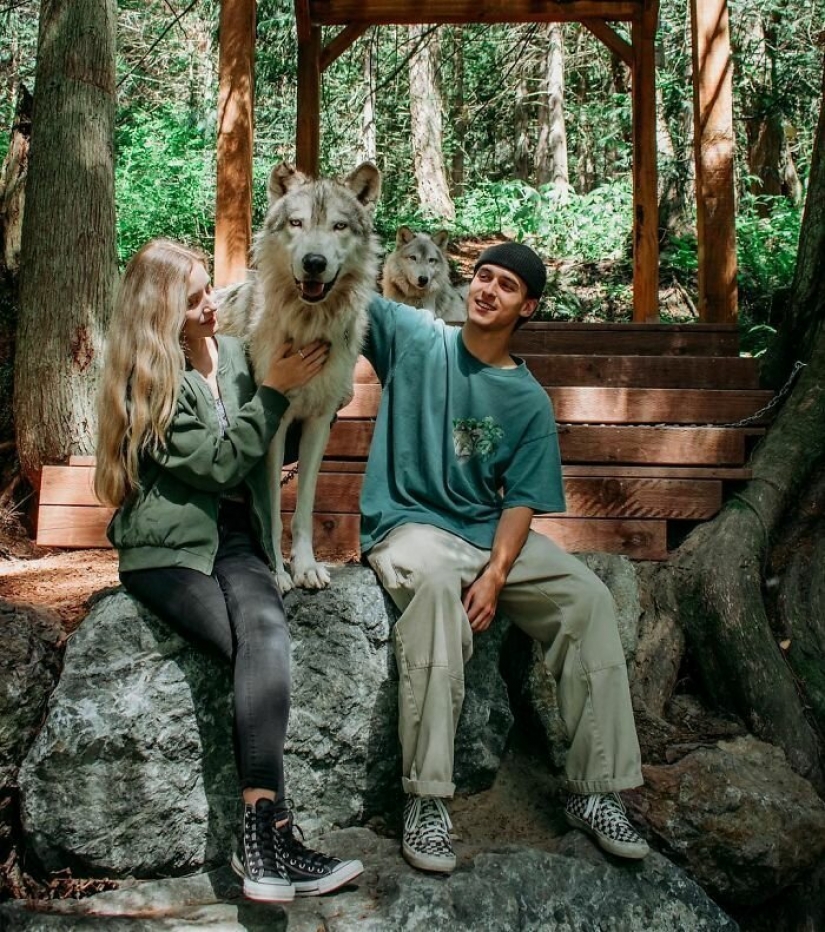 Americans pay $ 200 to pet wild wolves Americans pay $ 200 to pet wild wolves