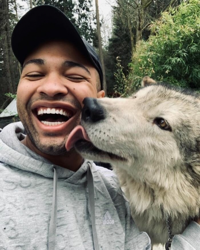 Americans pay $ 200 to pet wild wolves Americans pay $ 200 to pet wild wolves