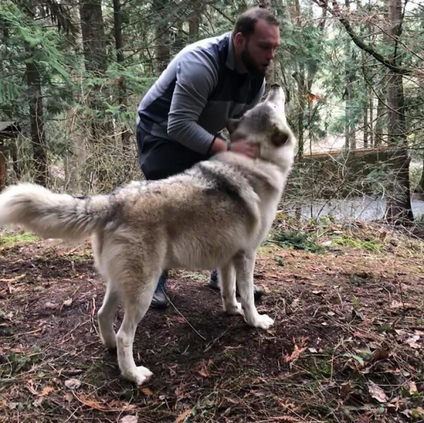 Americans pay $ 200 to pet wild wolves Americans pay $ 200 to pet wild wolves