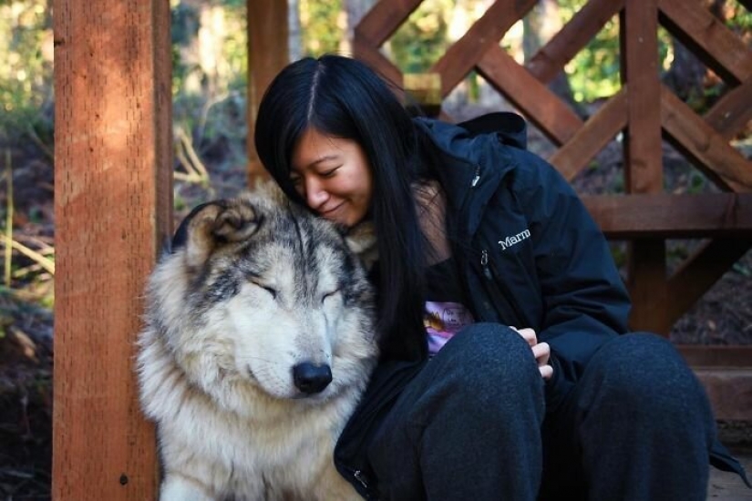 Americans pay $ 200 to pet wild wolves Americans pay $ 200 to pet wild wolves