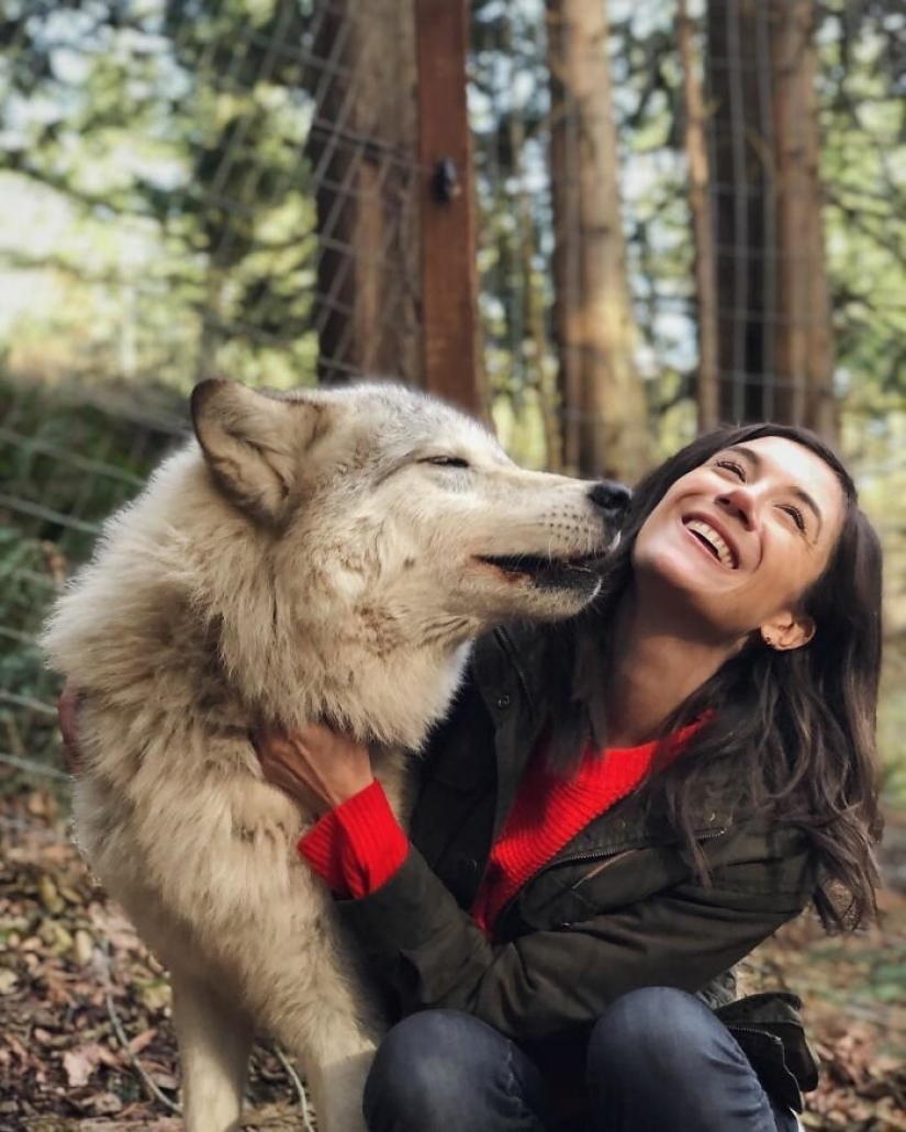 Americans pay $ 200 to pet wild wolves Americans pay $ 200 to pet wild wolves