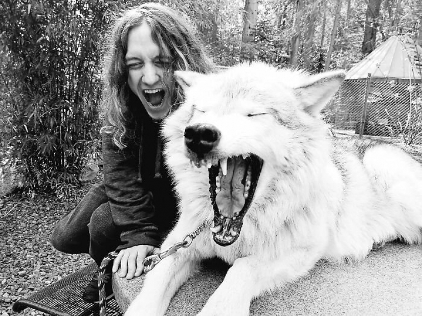 Americans pay $ 200 to pet wild wolves Americans pay $ 200 to pet wild wolves